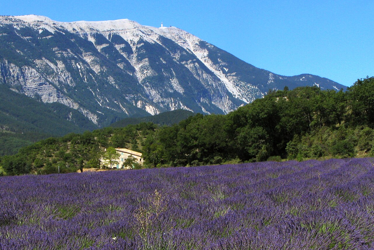 Lavender field with Mont Ventoux in Provence, France