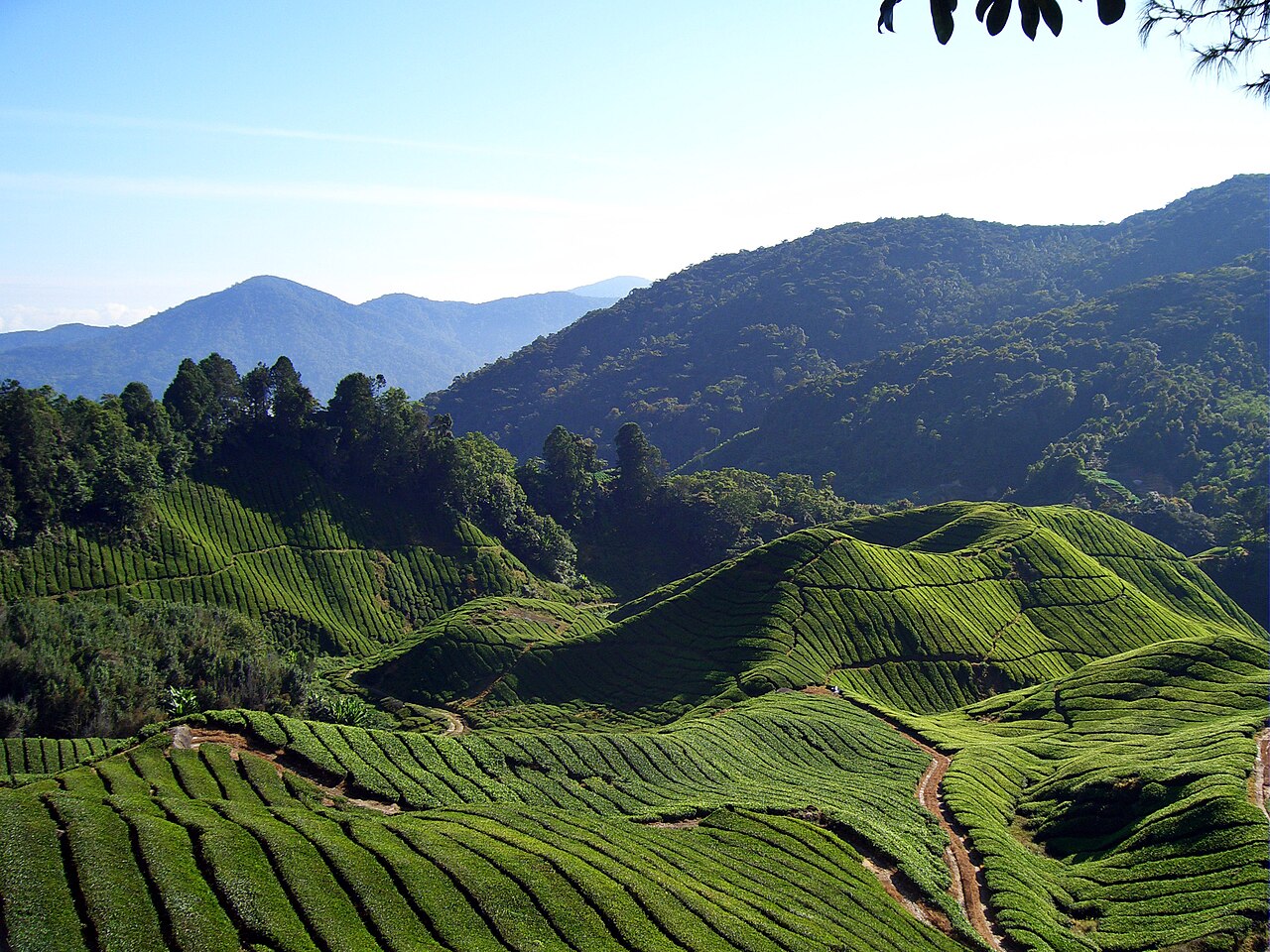 Tea fields in the Cameron Highlands, Malaysia