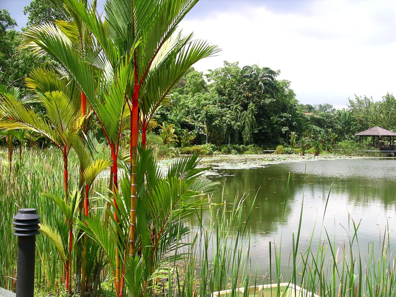 A lake in Singapore Botanic Gardens