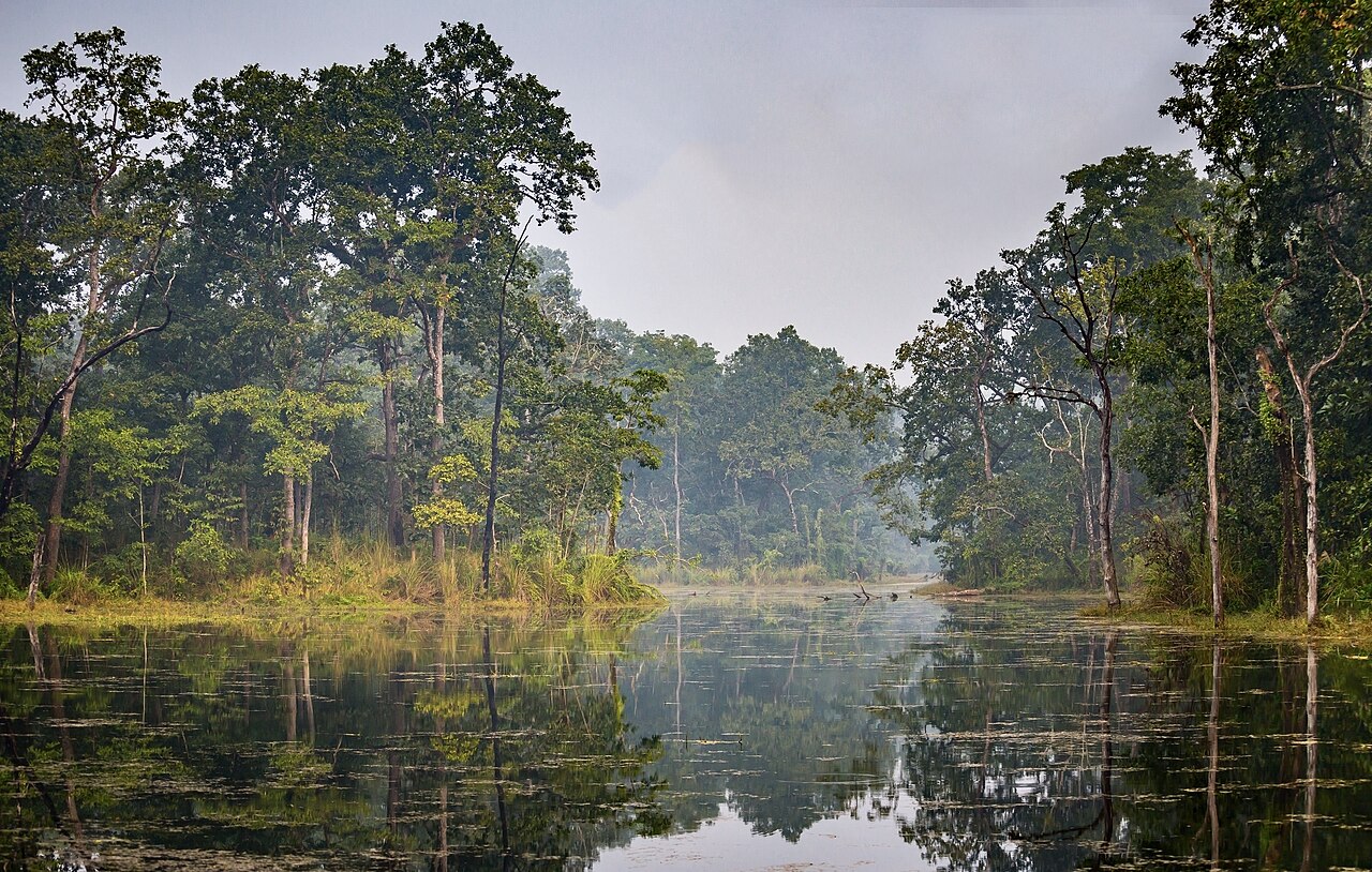 Wetland forest in Chitwan National Park, Nepal