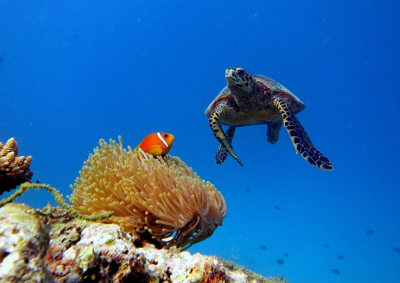 Marine life in Baa Atoll, Maldives