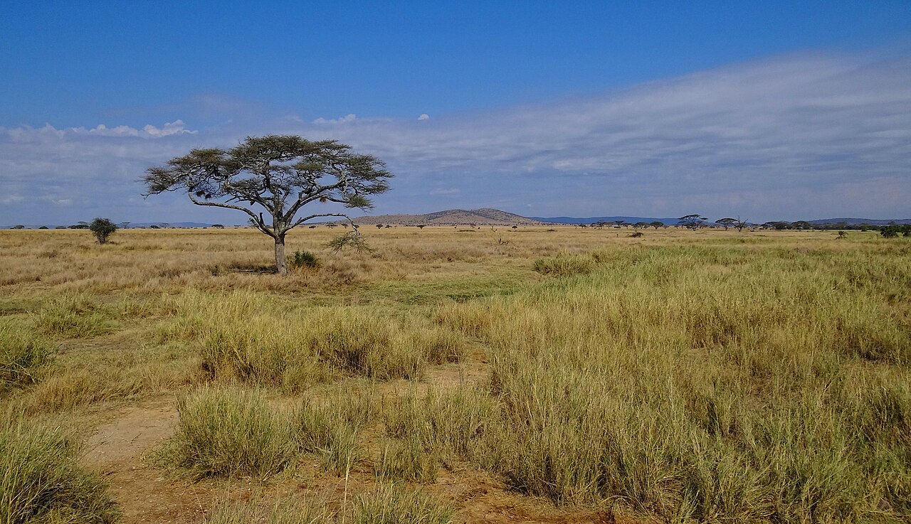 Savanna scenery in Serengeti National Park, Tanzania