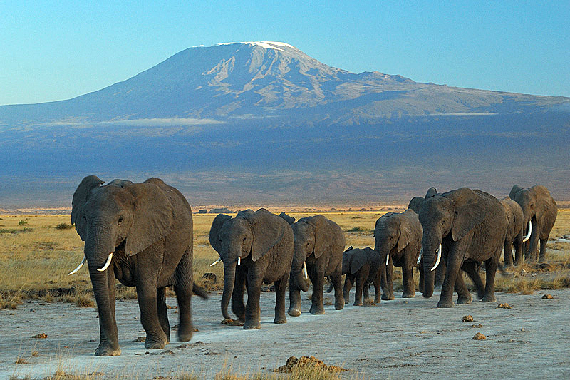 Elephants in Amboseli National Park, Kenya