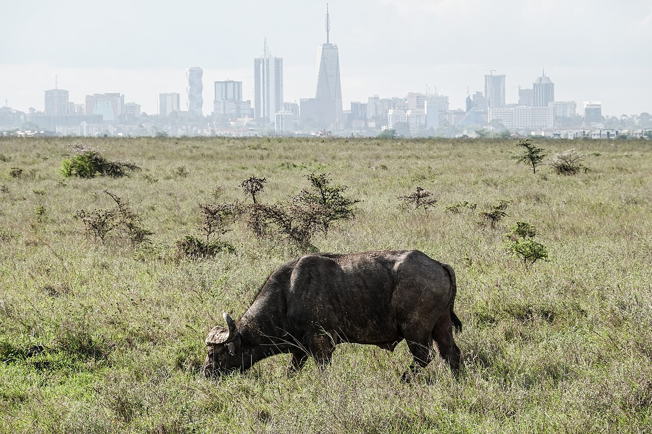 A buffalo and the Nairobi skyline in Nairobi National Park, Kenya