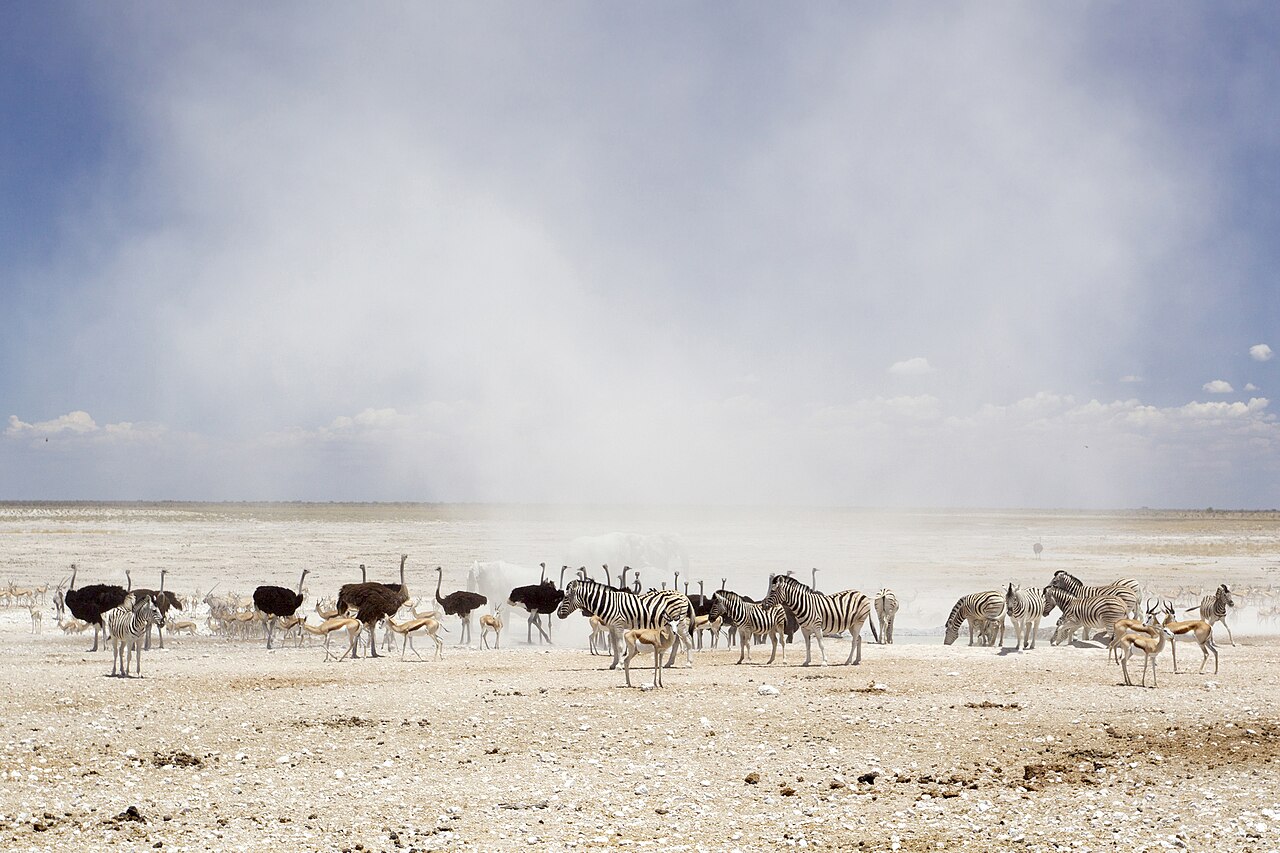 Dust and wildlife at the Nebrownii waterhole, Etosha National Park, Namibia